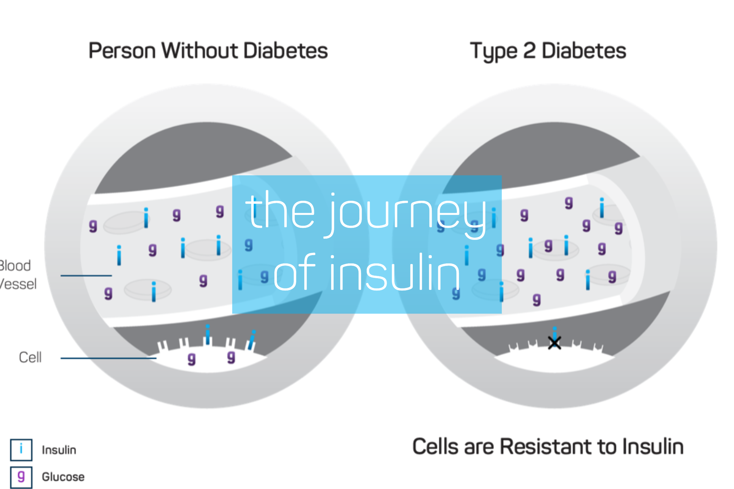 Blog_ Journey of Insulin